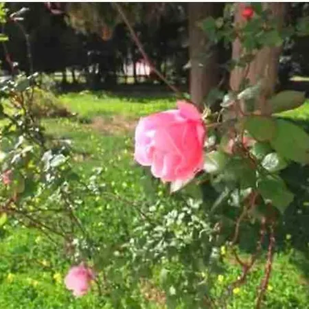 Vila Relais Delle Rose *